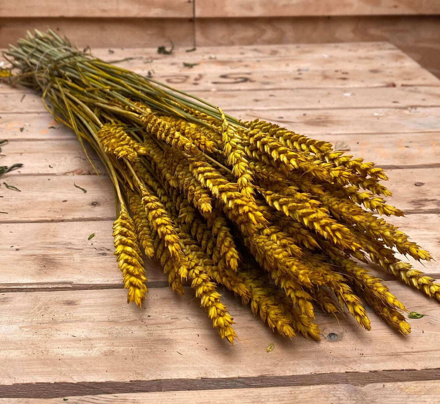 Tarwe yellow