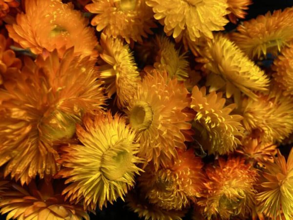 Droogbloemen Helichrysum Orangje