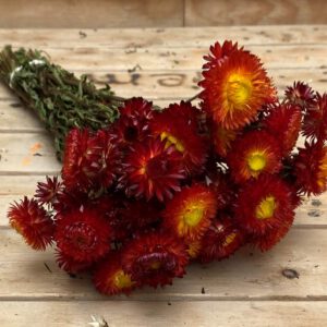 Droogbloemen Helichrysum Rood