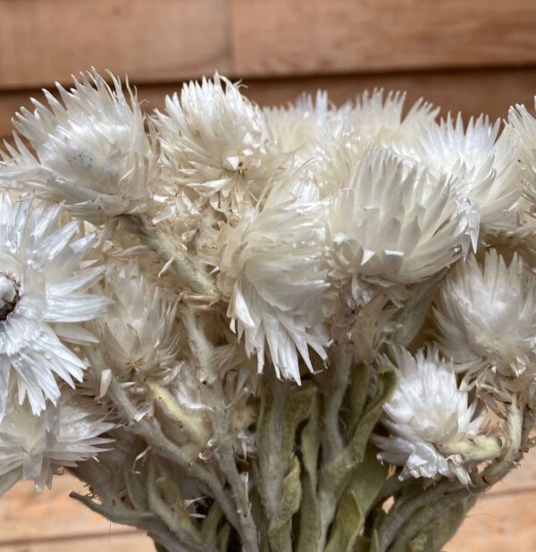 Droogbloemen Helichrysum Vestitum Naturel Wit