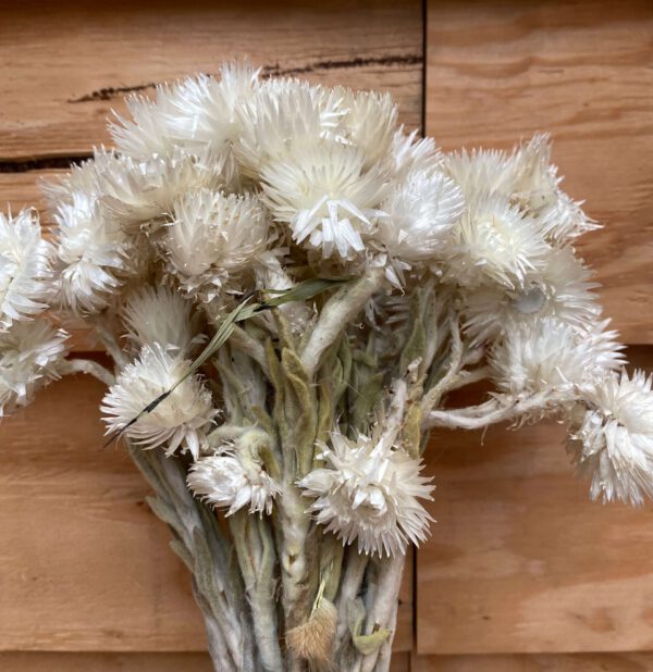 Droogbloemen Helichrysum | Vestitum Naturel Wit