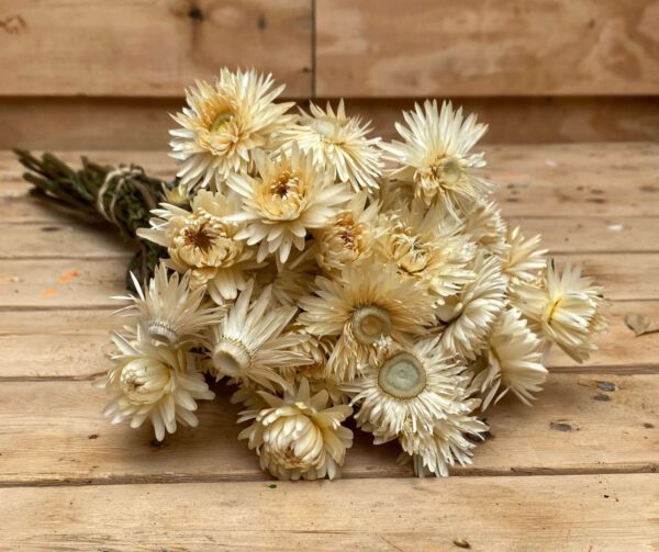 Droogbloemen Helichrysum White Kopen