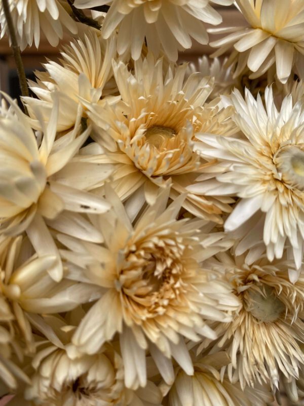 Helichrysum White Kopen