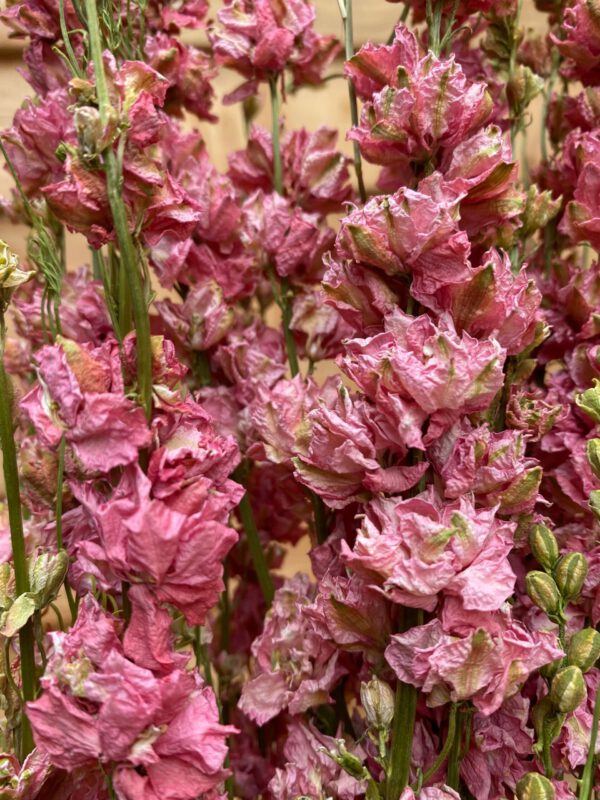 Droogbloemen Delphinium Roze