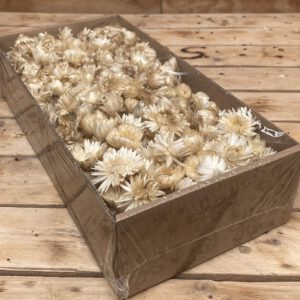 Helichrysum koppen white 100 gr