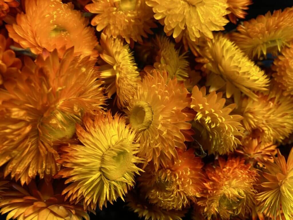 Droogbloemen Helichrysum | Oranje