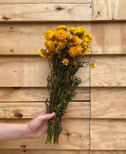 Droogbloemen Helichrysum | Geel