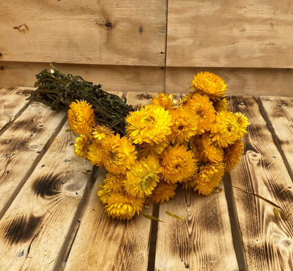 Droogbloemen Helichrysum | Geel