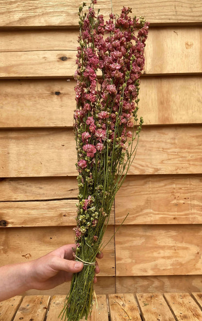 Droogbloemen Delphinium | Roze