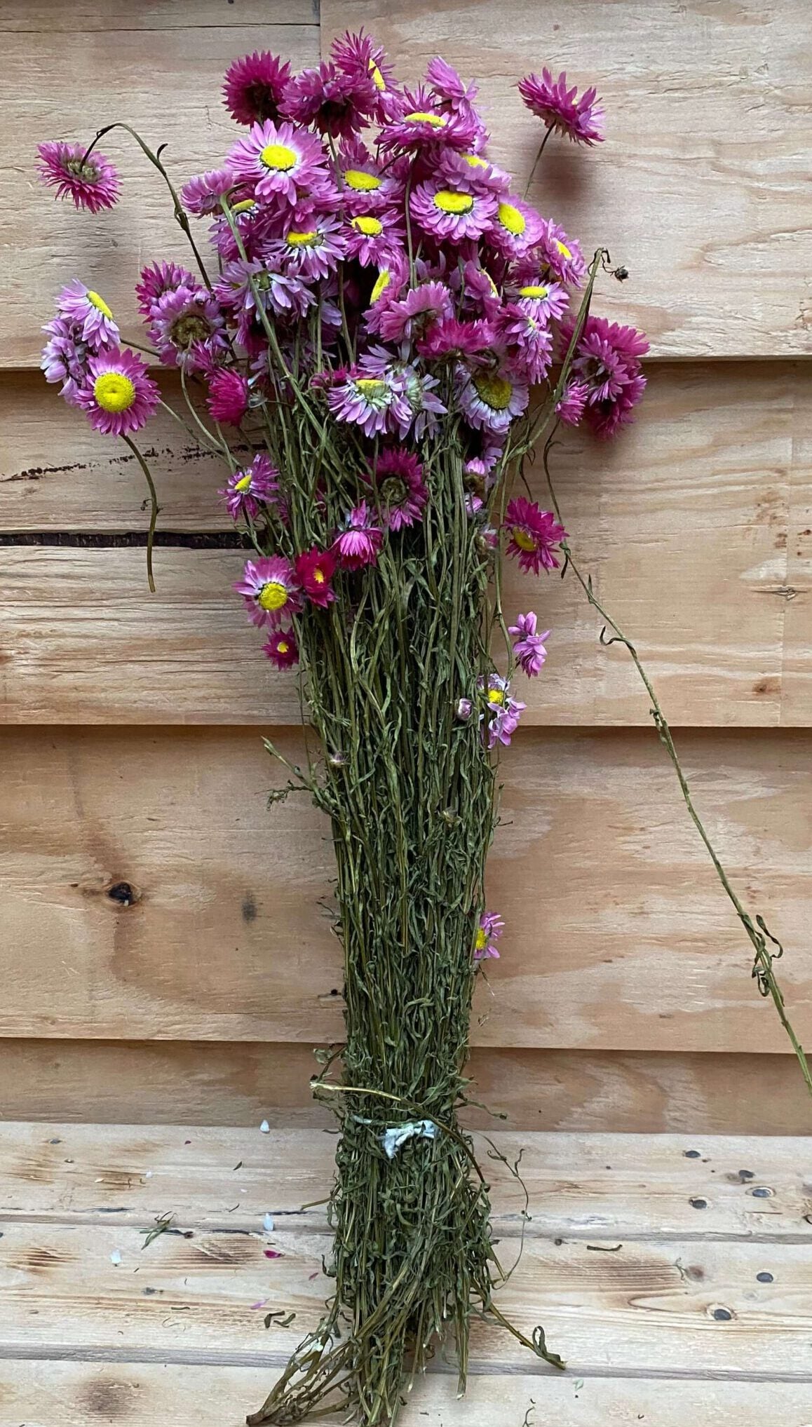 Droogbloemen Acroclinium Roze