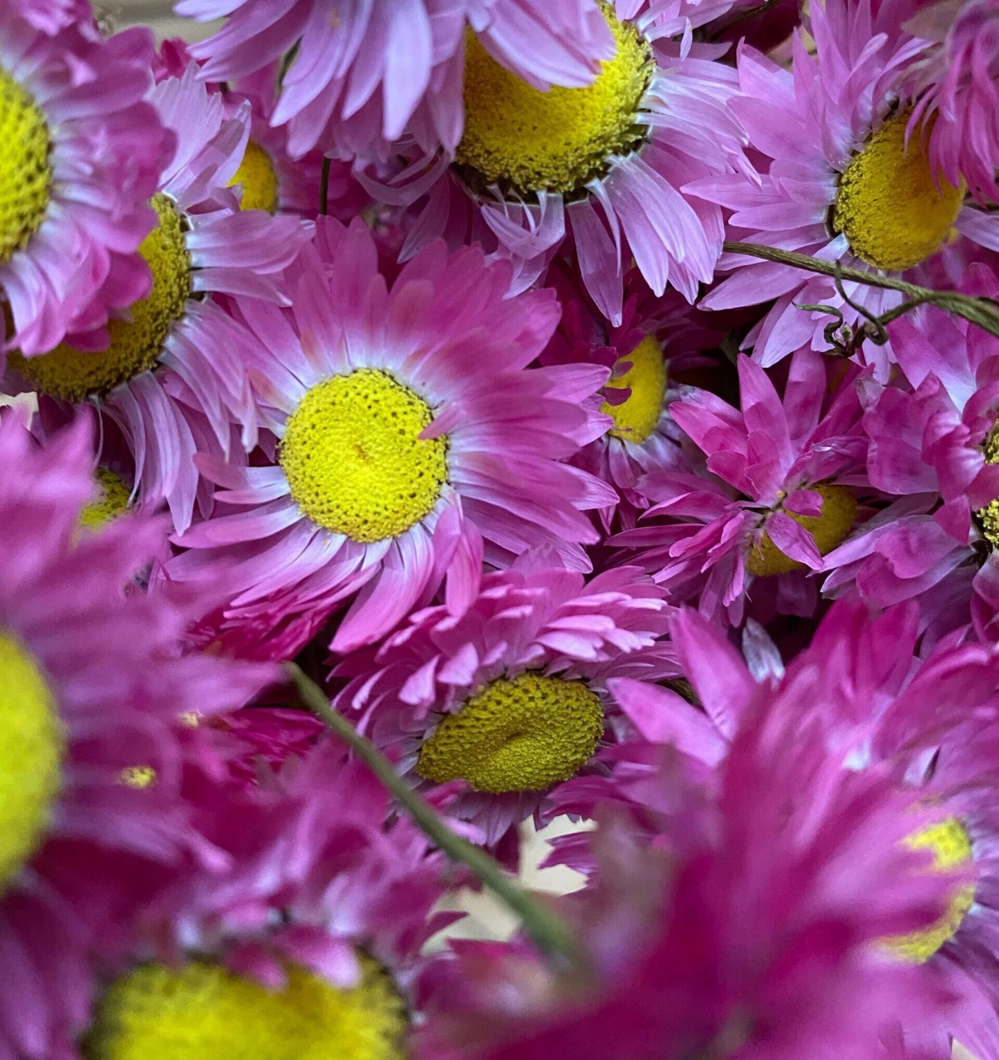 Droogbloemen Acroclinium Roze