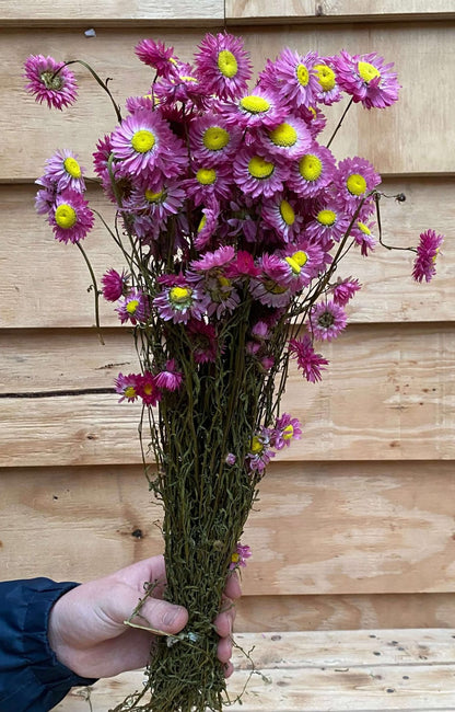 Droogbloemen Acroclinium Roze