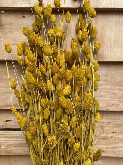Droogbloemen Phalaris | Geel