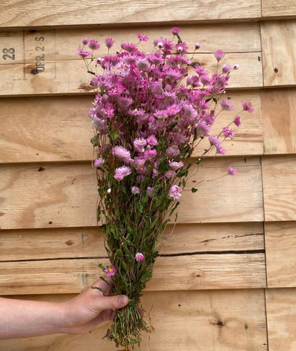 Droogbloemen Rhodante | Naturel Roze