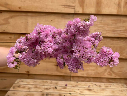 Droogbloemen Statice | Roze