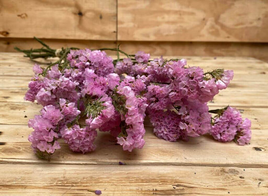 Droogbloemen Statice | Roze