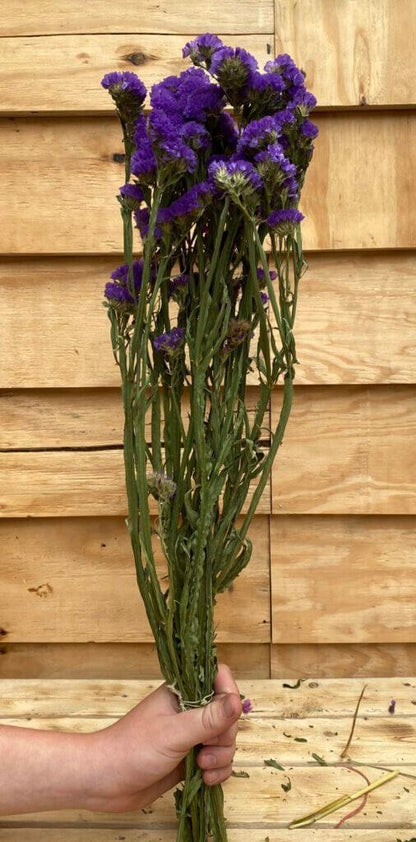 Droogbloemen Statice | Blauw