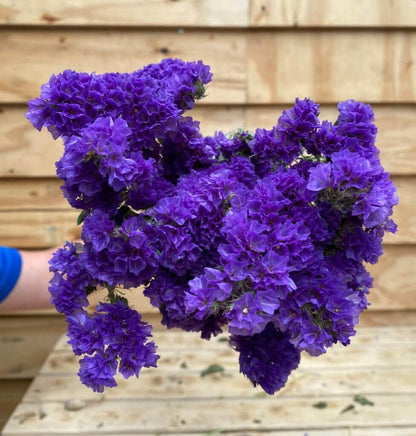 Droogbloemen Statice | Blauw