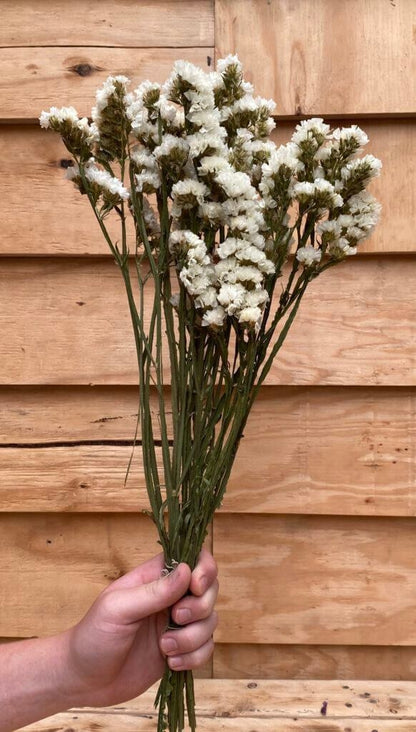 Droogbloemen Statice | Wit