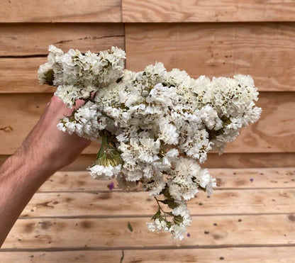 Droogbloemen Statice | Wit