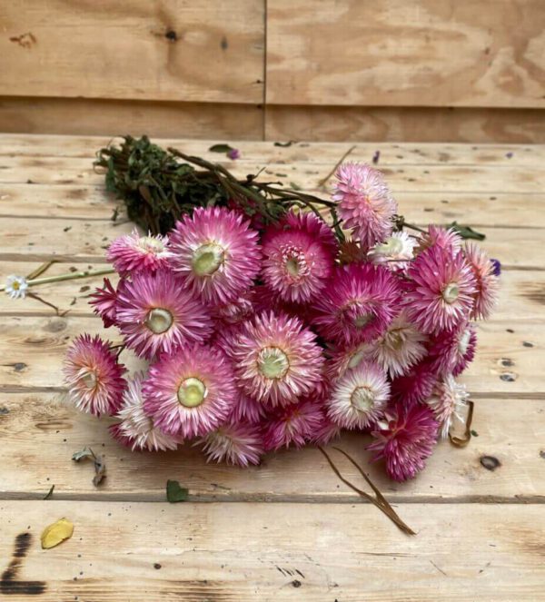 Droogbloemen Helichrysum Roze