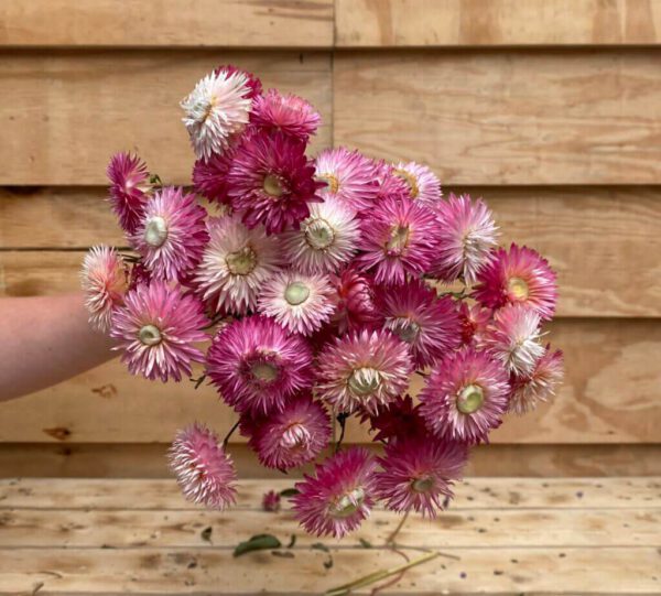 Droogbloemen Helichrysum Roze