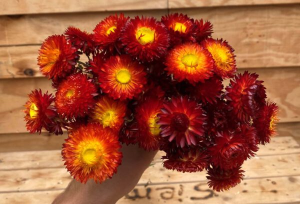 Droogbloemen Helichrysum Rood