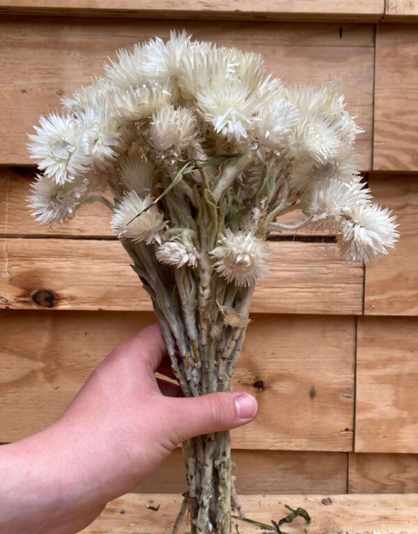 Droogbloemen Helichrysum Vestitum Naturel