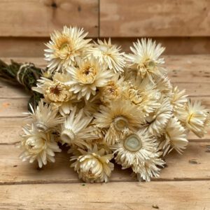 Droogbloemen Helichrysum White Kopen