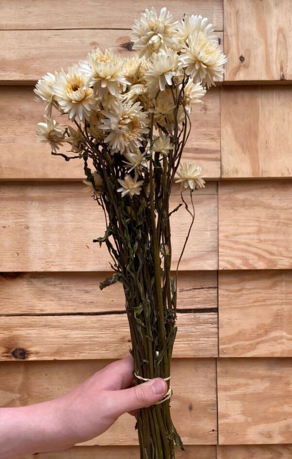 Droogbloemen Helichrysum White